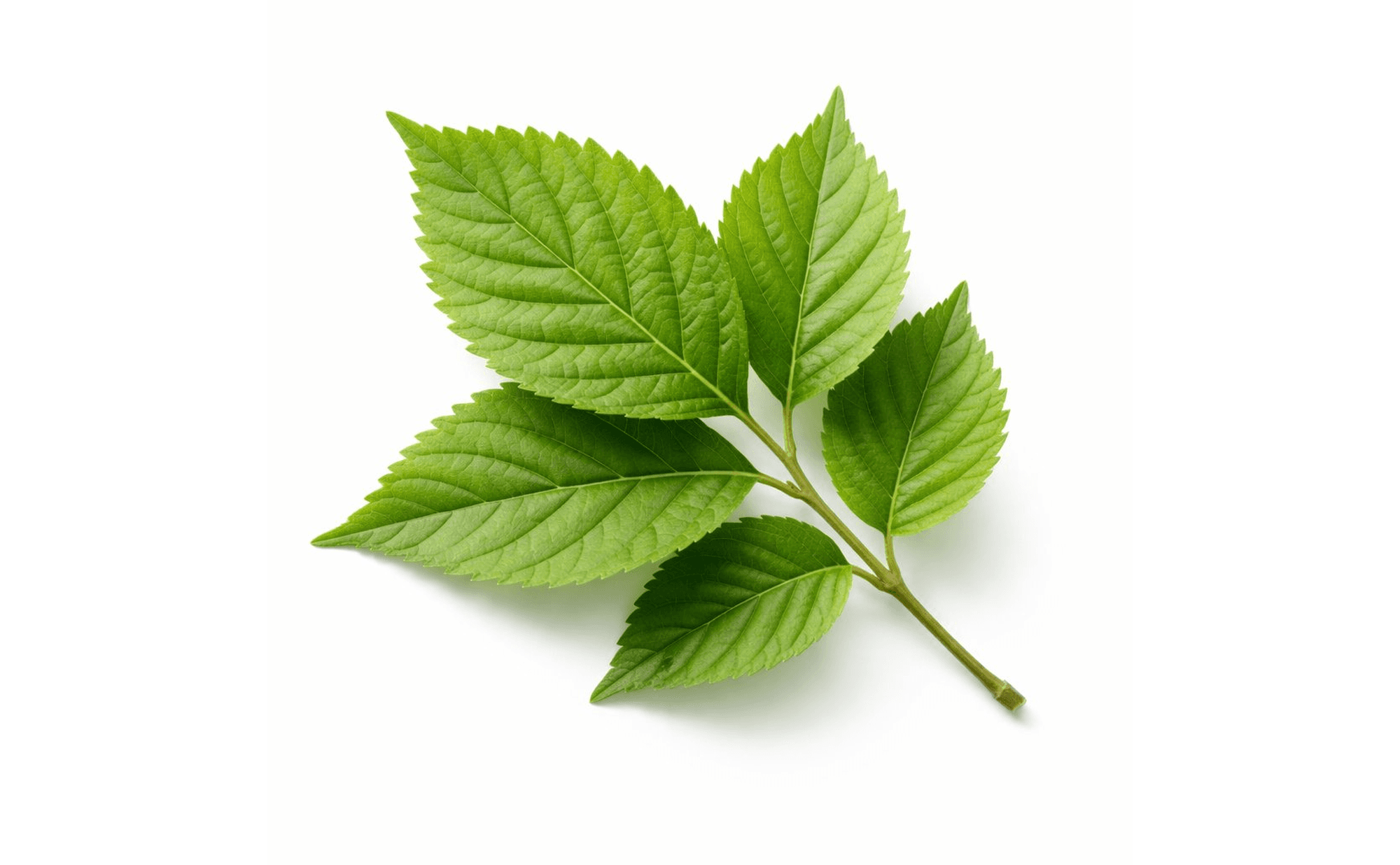 Leaf with its characteristic branching shape and finger-like projections